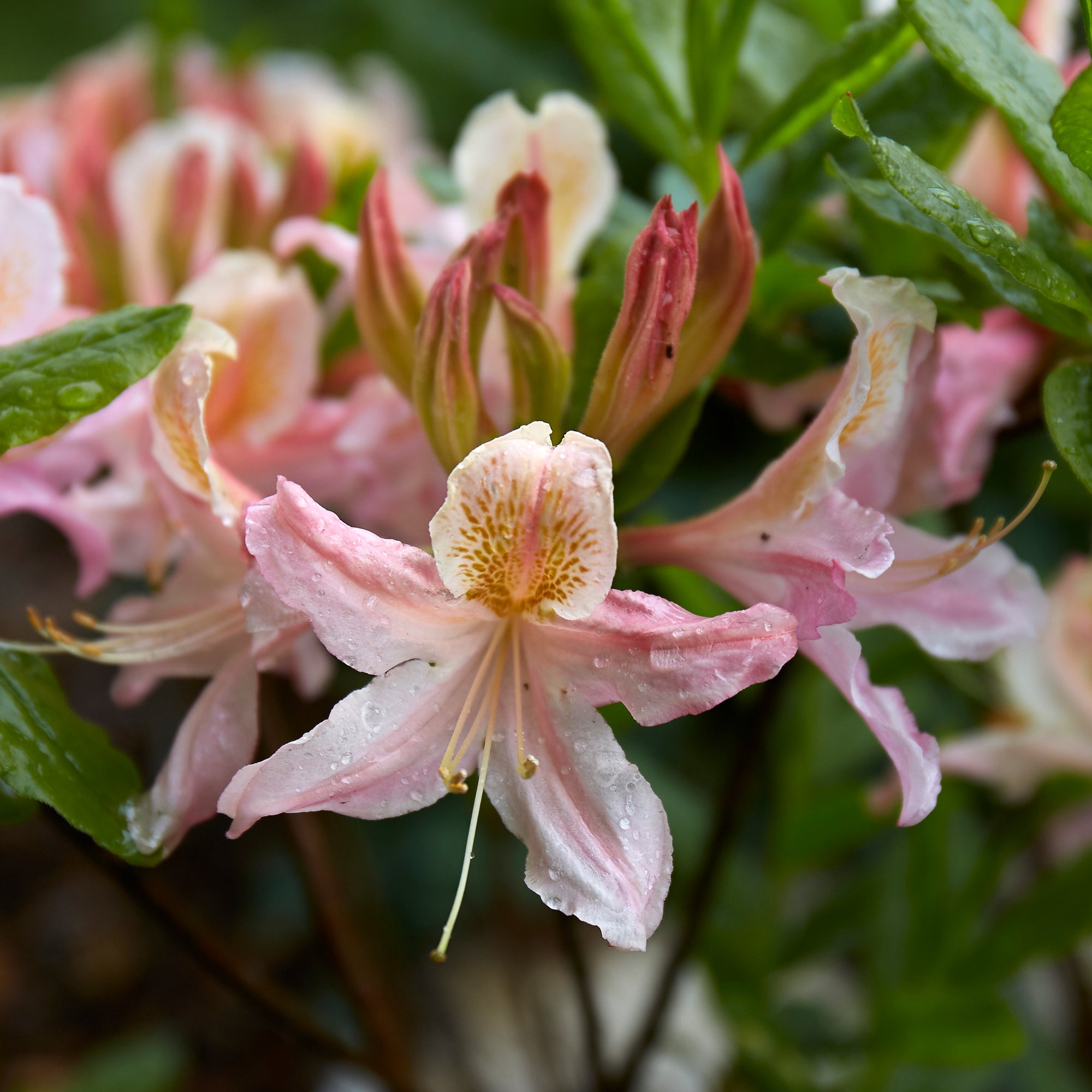 Image of Western azalea flower close up