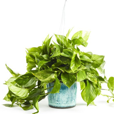 POWERS TO FLOWERS - POTHOS NEON COLOR LIFE BLU IN VASO CERAMICA ORO, v12cm, pianta  vera : : Giardino e giardinaggio