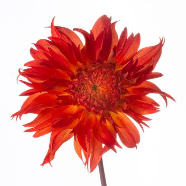 Keppinger Creative Greeting Cards CC