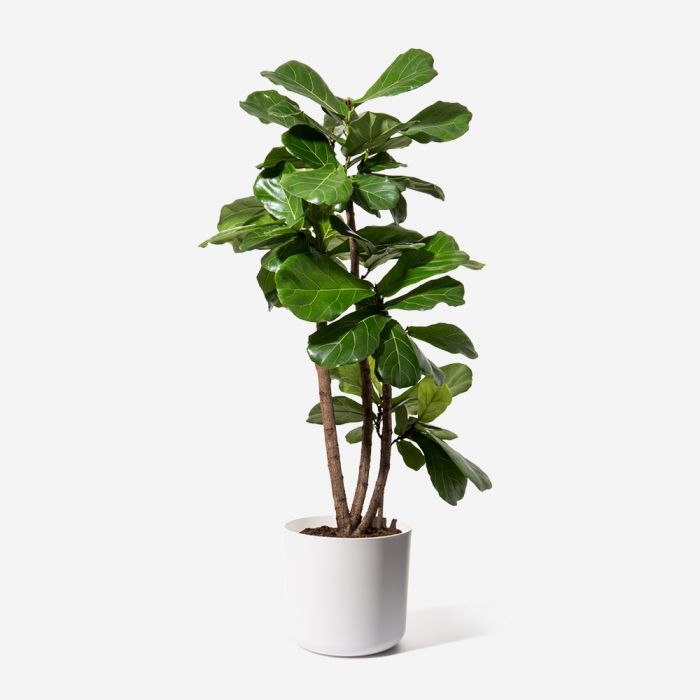 Ficus lyrata (Fiddle Fig) - SymbiOp