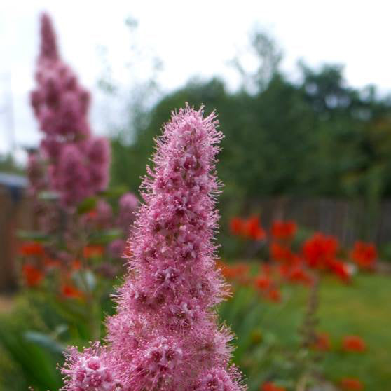 Gledate Pink Plus (špica) 