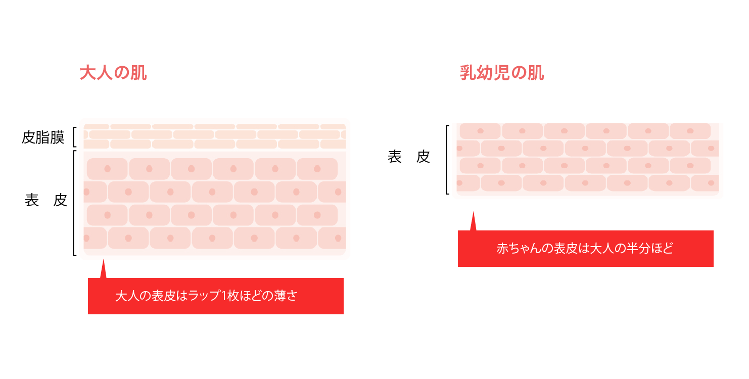 大人と子供の皮膚の厚さの違い