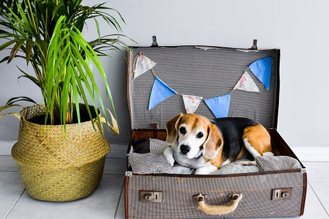 upcycled suitcase into dog bed