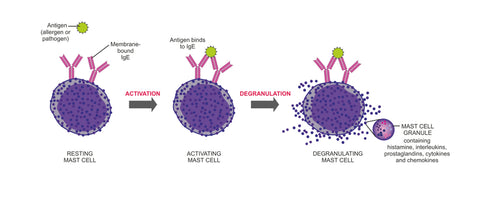 mast cells degranulation