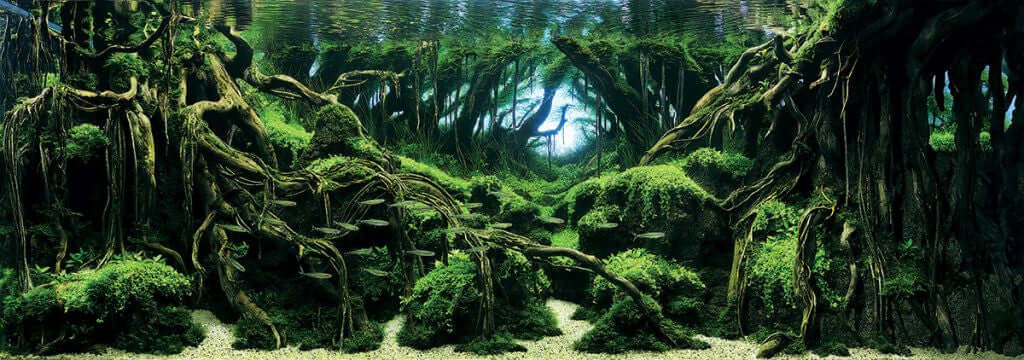 aquascaping style jungle