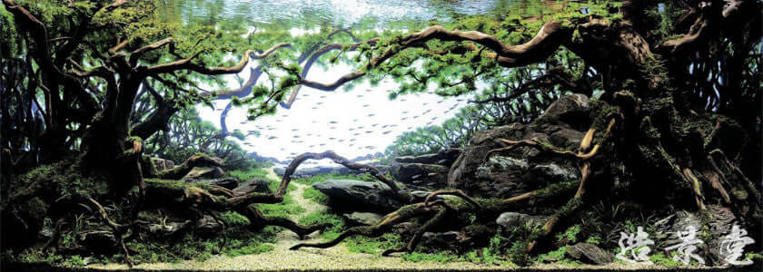 Forest for Freshwater Aquarium Glued Aquascape Layout -  Canada