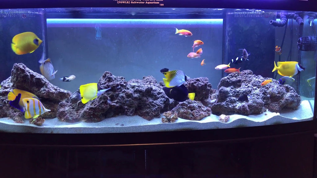 How to set up a Fish Only aquarium?