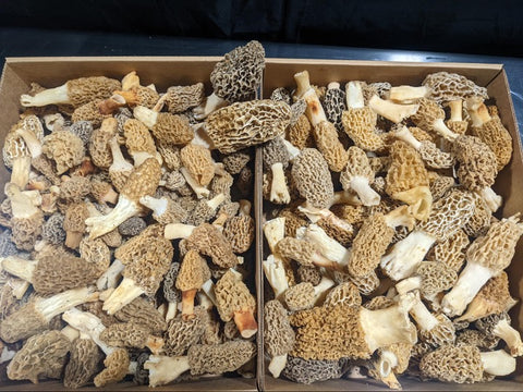 Freshly Foraged Morel Mushrooms in a Box