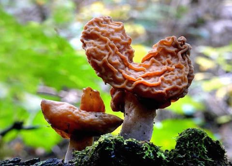 Detailed View of Morel Mushroom Texture