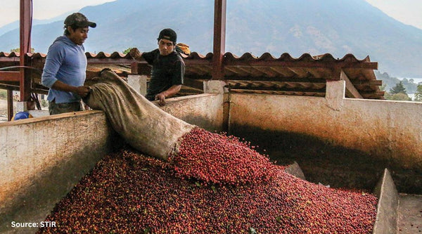 Guatemala specialty coffee