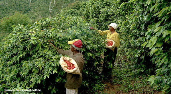 Jamaica specialty coffee