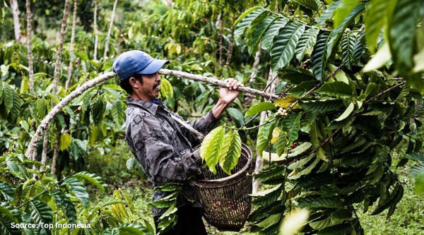 Sumatra specialty coffee