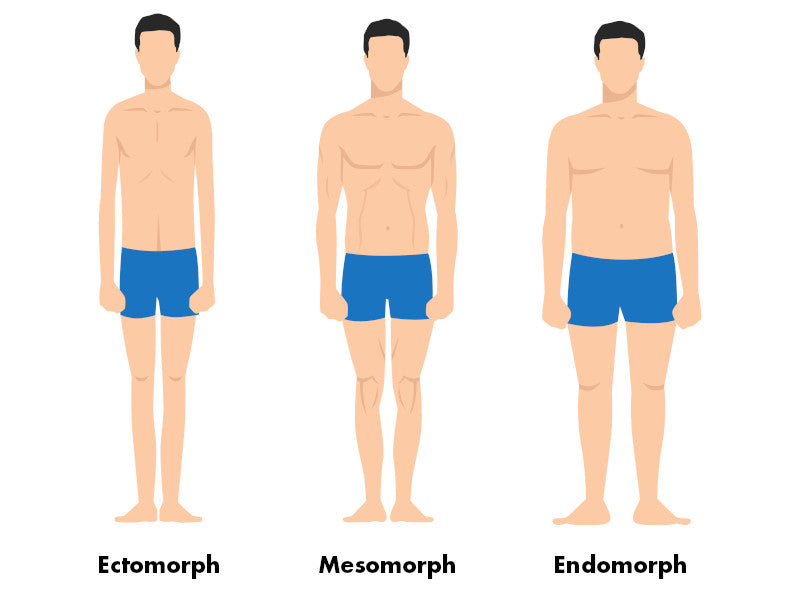 Body types Ectomorph, Mesomorph and Endomorph