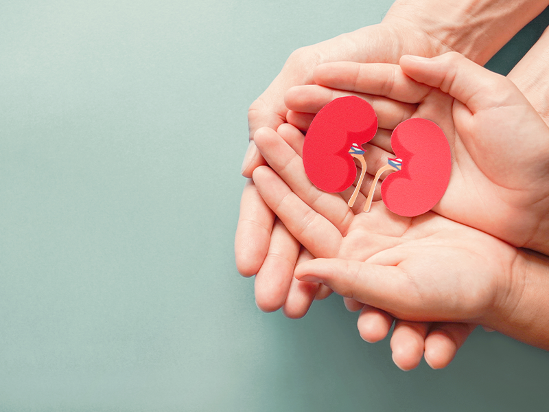 Hand holding model of human kidneys