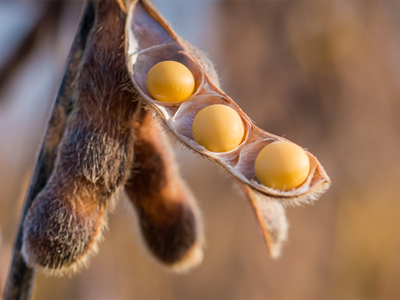 What is soy protein powder?