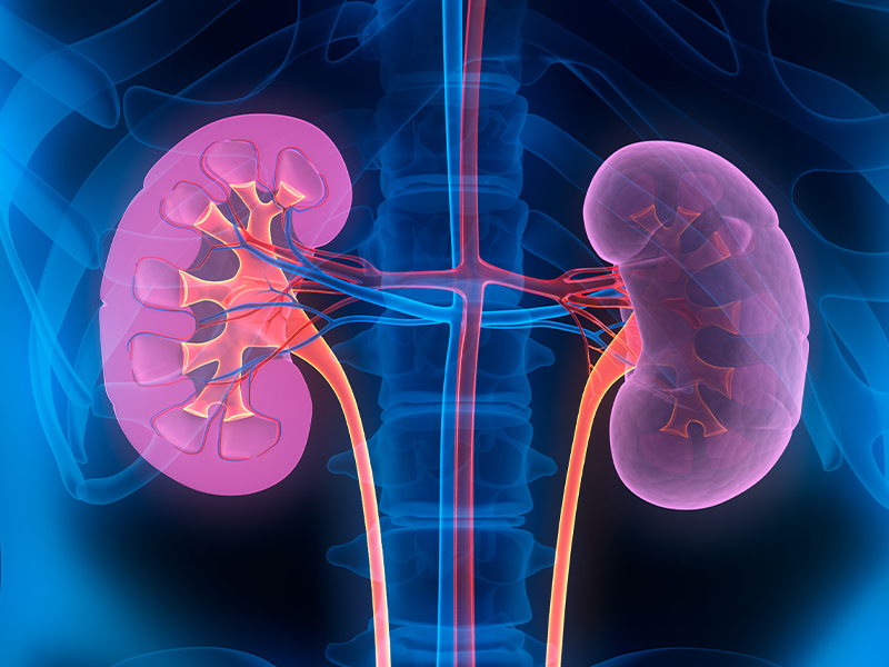 Two human kidneys