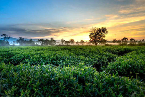 A field of green tea leaves compared to coffee