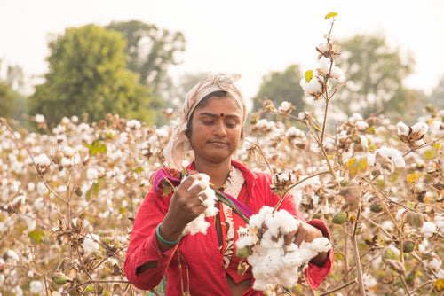Pracownica plantatacji organicznej bawełny zbierająca kwiaty bawełny
