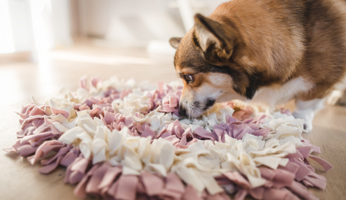 What is a Snuffle Mat and Why Does Your Dog Need One?