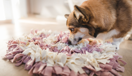 How to make a snuffle mat for your dog