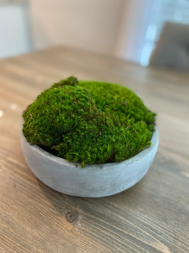 Moss Arrangement, Moss centerpiece, Moss succulent garden