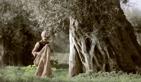 The olive tree will always be here video