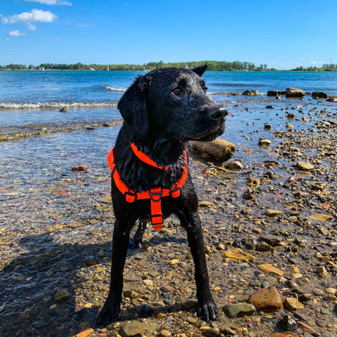black lab on a pebbly beach looking off camera