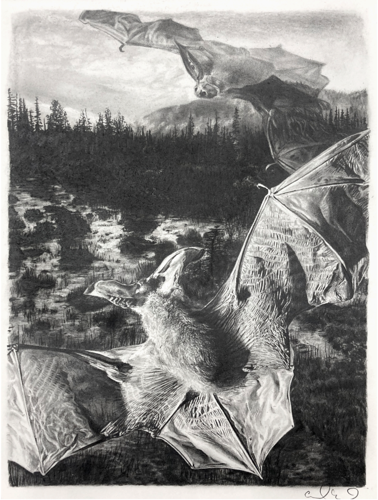 Cedra Wood, Ghost Bat (drawing), graphite on paper, 10 x 8 in.