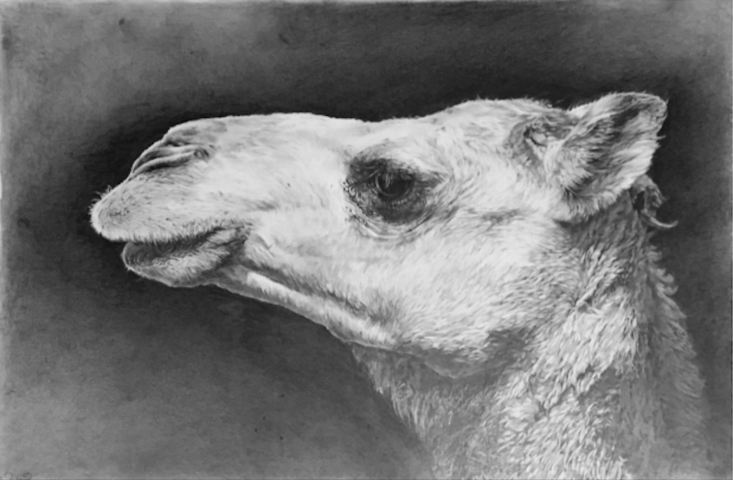 Cedra Wood, Camel Portraits (Daleel) (drawing), graphite on paper, 15 x 23in.