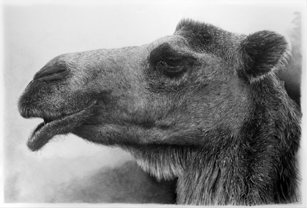 Cedra Wood, Camel Portraits (Mu)(drawing), graphite on paper), 24 x 35in.