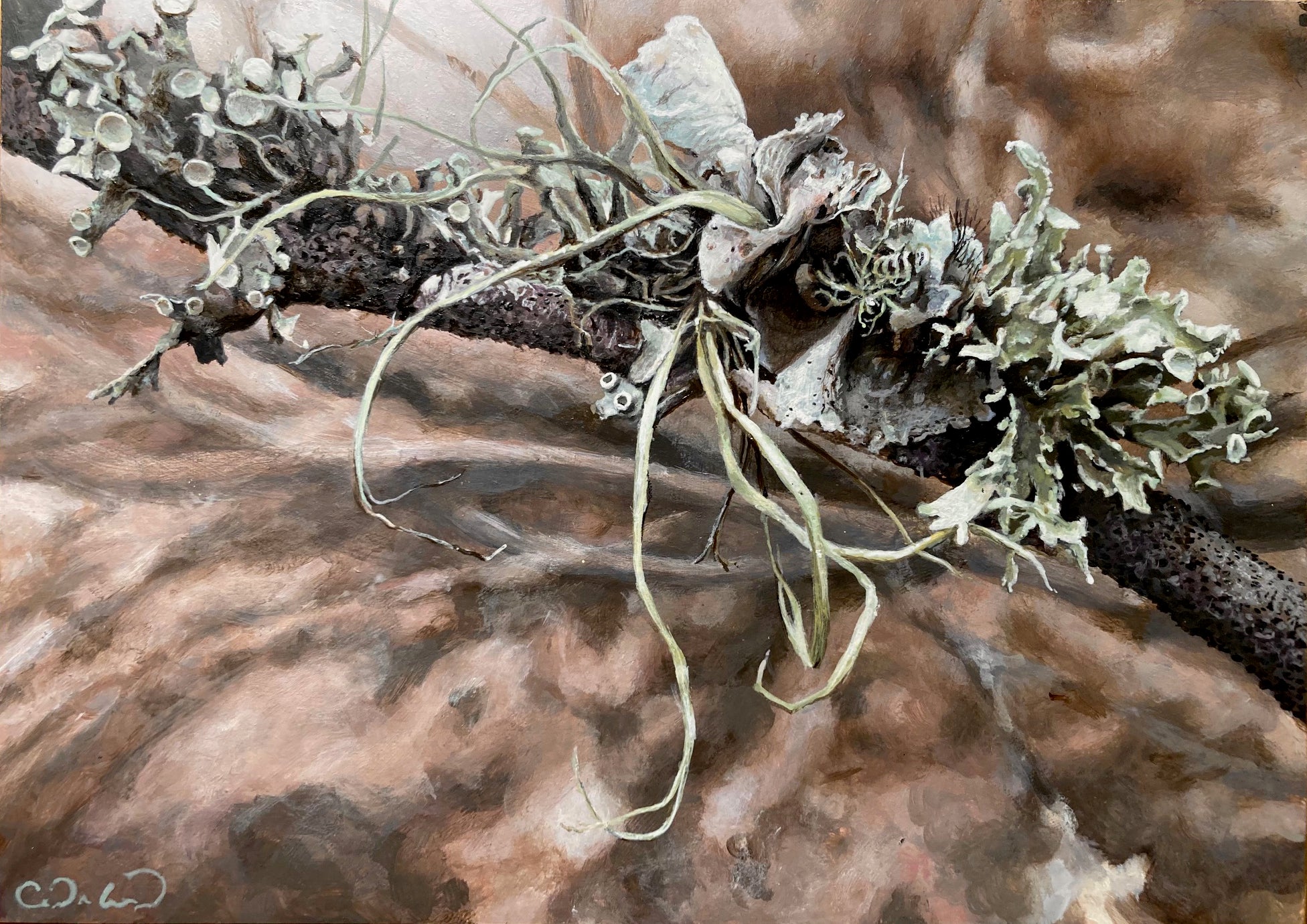 Cedra Wood, Oak Lichen (painting), acrylic on panel, 5 x 7 in.