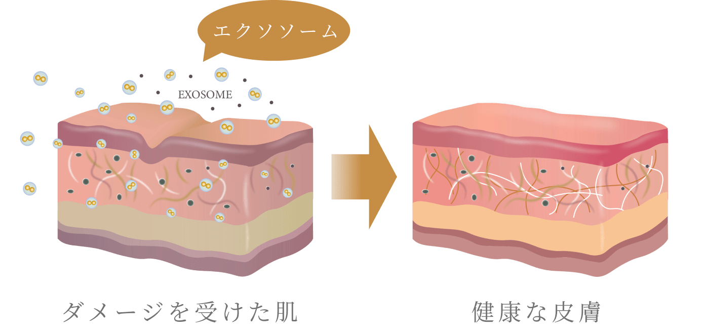 「肌時間を巻き戻す」