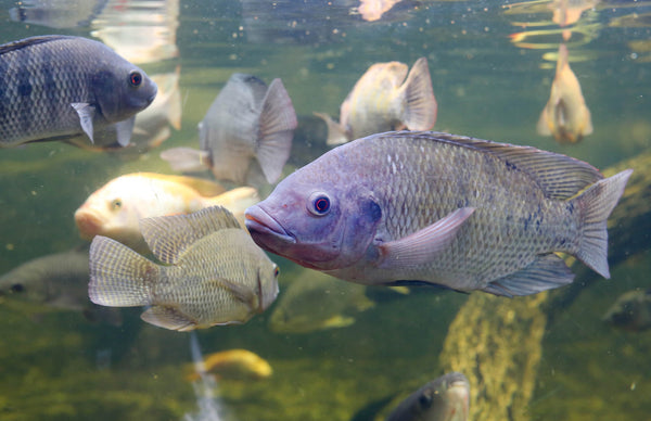 Aquaponik Tilapia