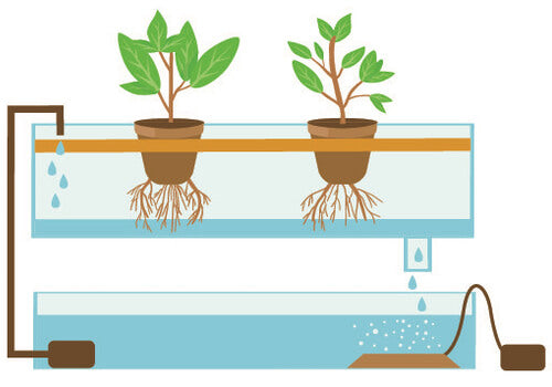 Aquaponik Flut- und Ebbe System Abbildung