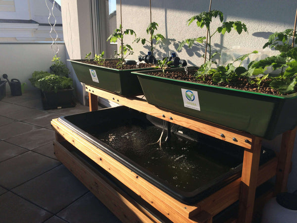 OFERA Cycle-Garden Aquaponik System am Balkon