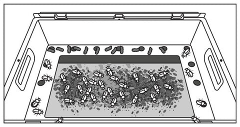 OFERA Mehlwürmer züchten, Käfer wandern ins Käferareal von Tray-A