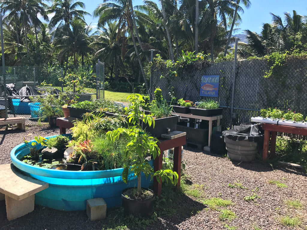 Aquaponic Garden in Hawaii