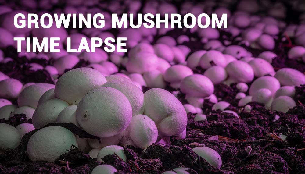 Challenges in Capturing Mushroom Timelapse