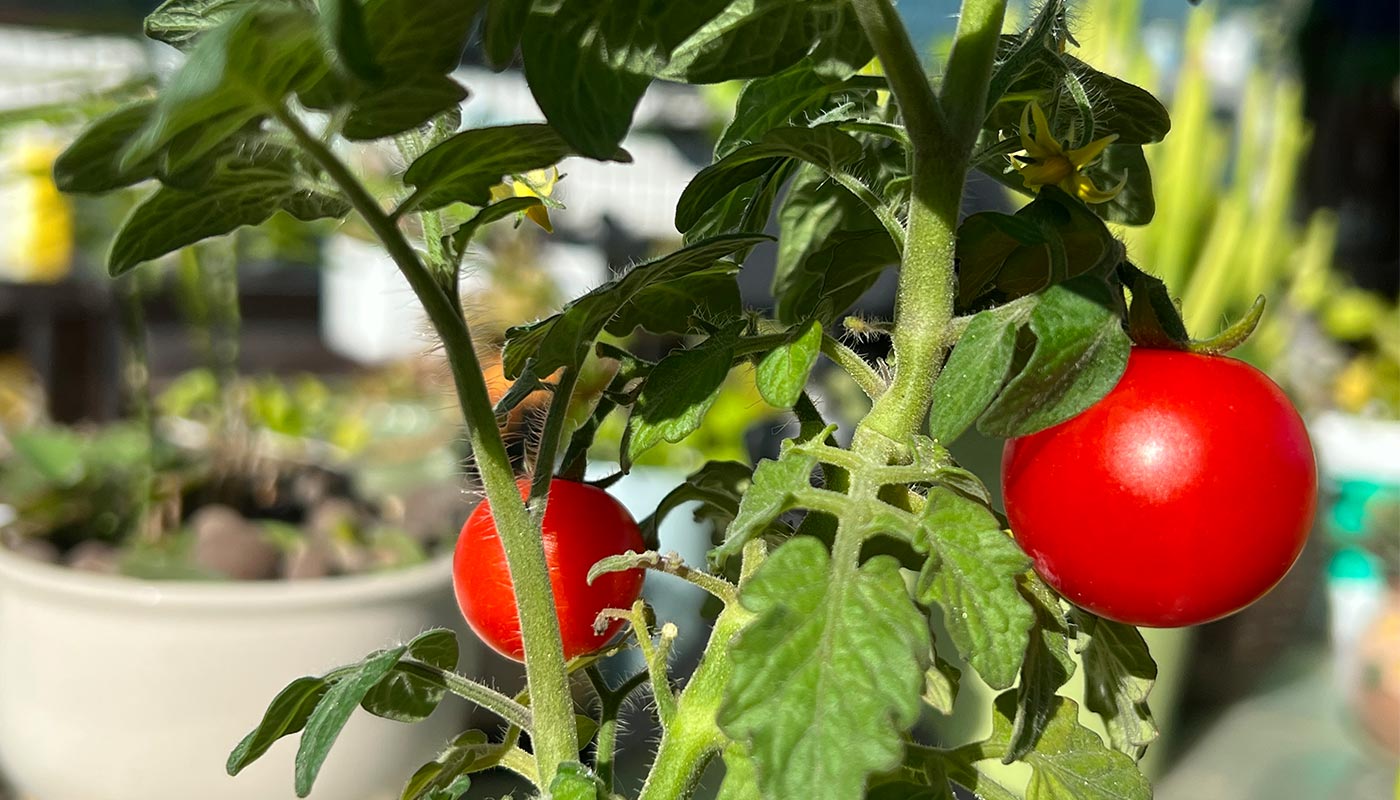 How to make tomato plant growth time lapse