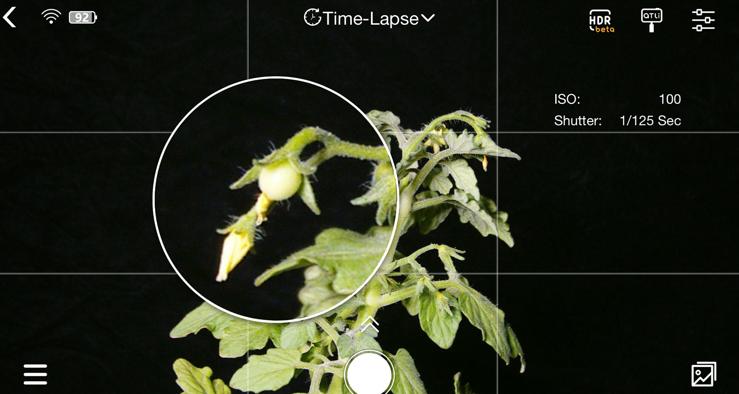 Shooting tomato plant time lapse in macro mode