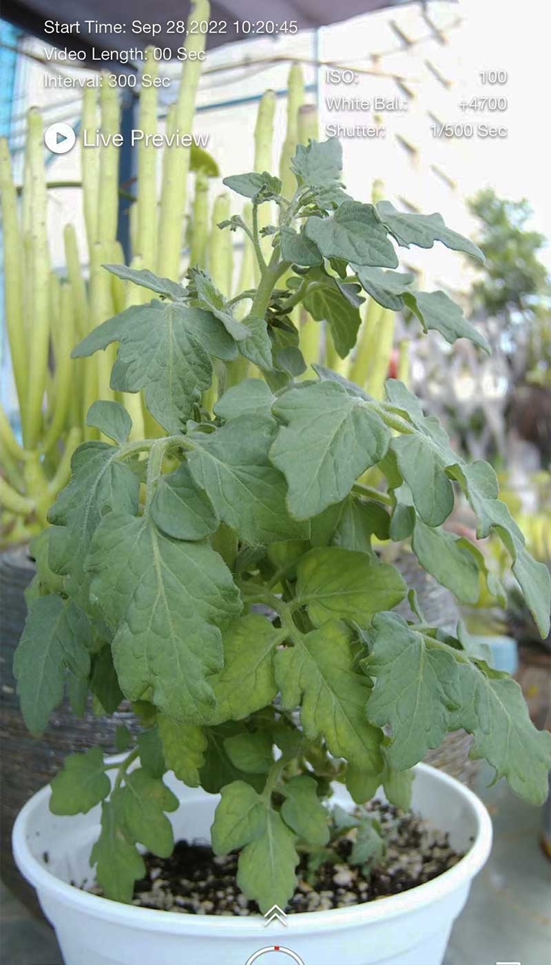 ATLI EON time lapse camera for shooting tomato plant outdoor