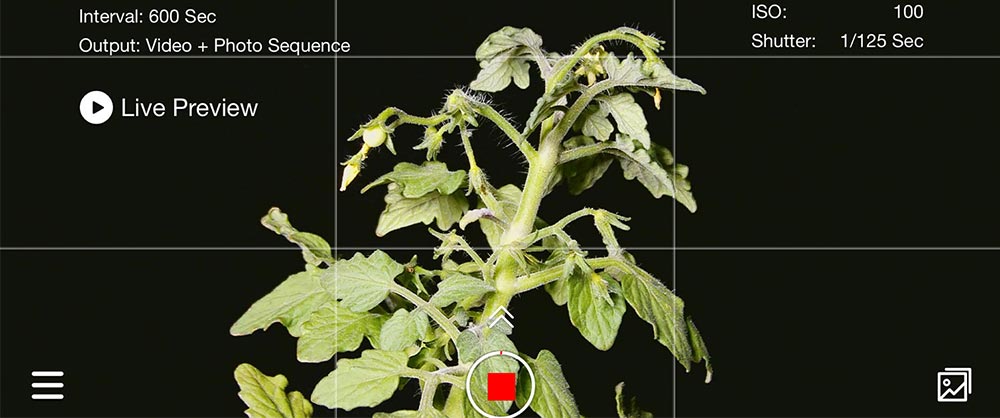 How to time lapse tomato growth outdoor