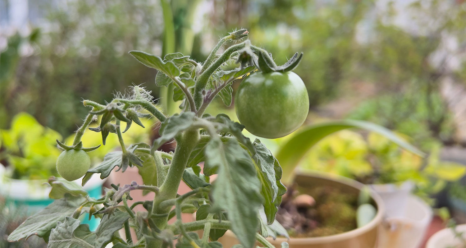 How to make a plant growth time lapse