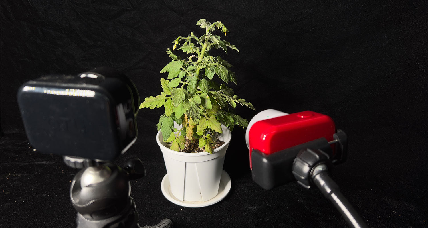 Shooting indoor cherry tomato plant growth with ATLI EON time lapse camera