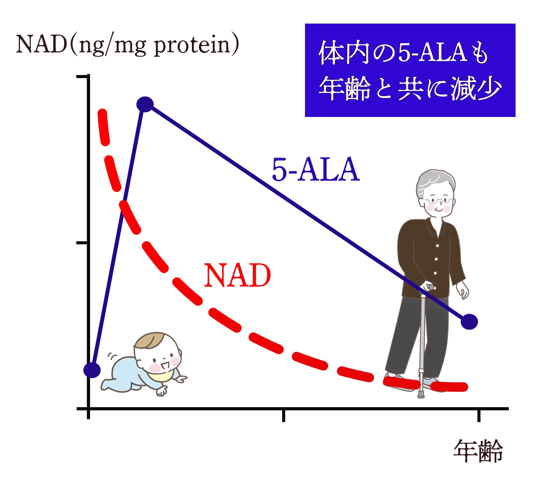 5ALAもNAD同様、年齢を重ねると減少していきます