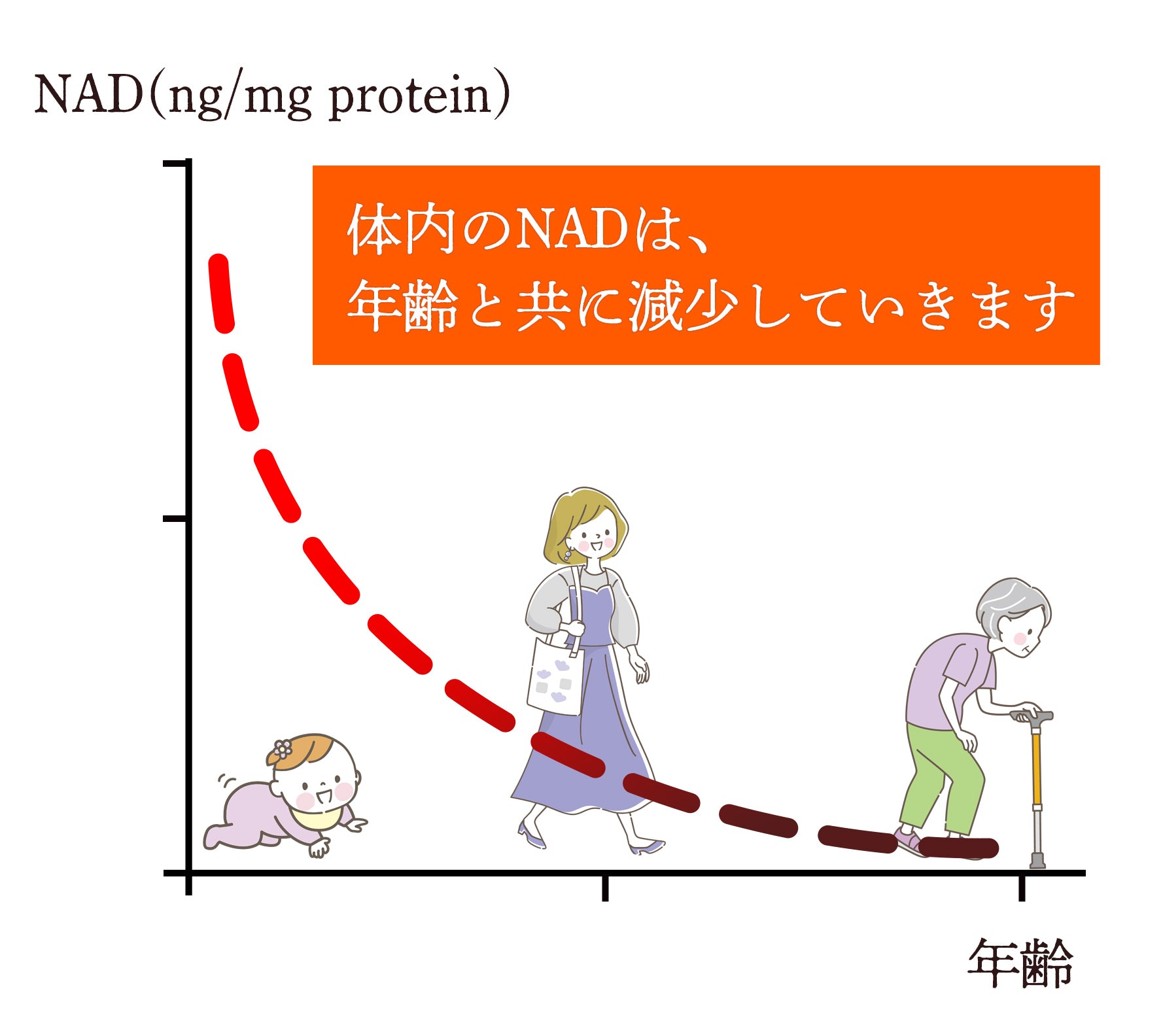 体内のNADは年齢と共に減少してしまう