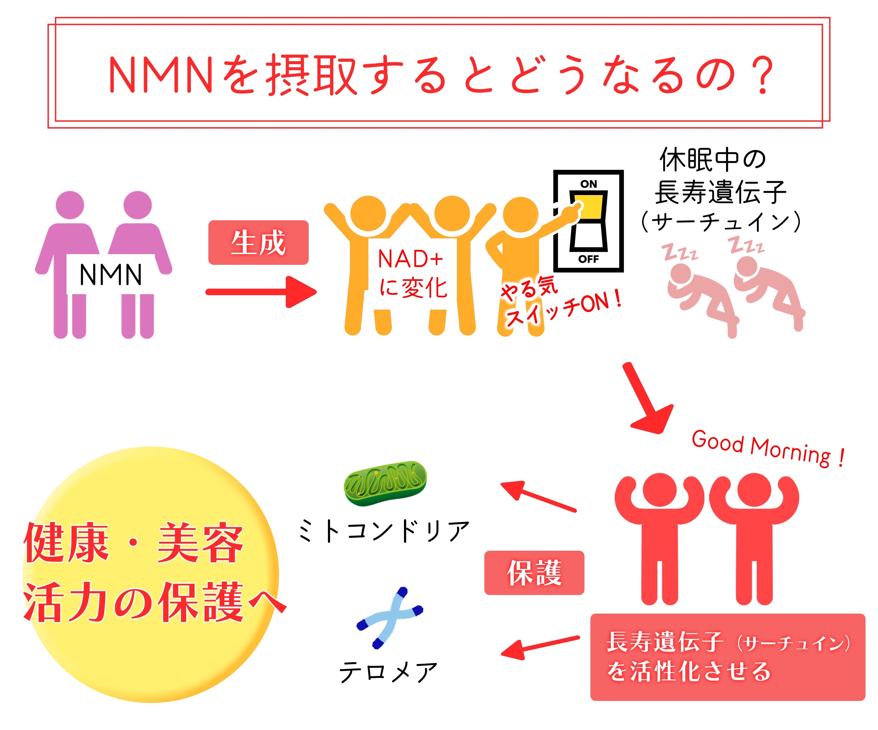 NMNを摂取するとどうなるの？