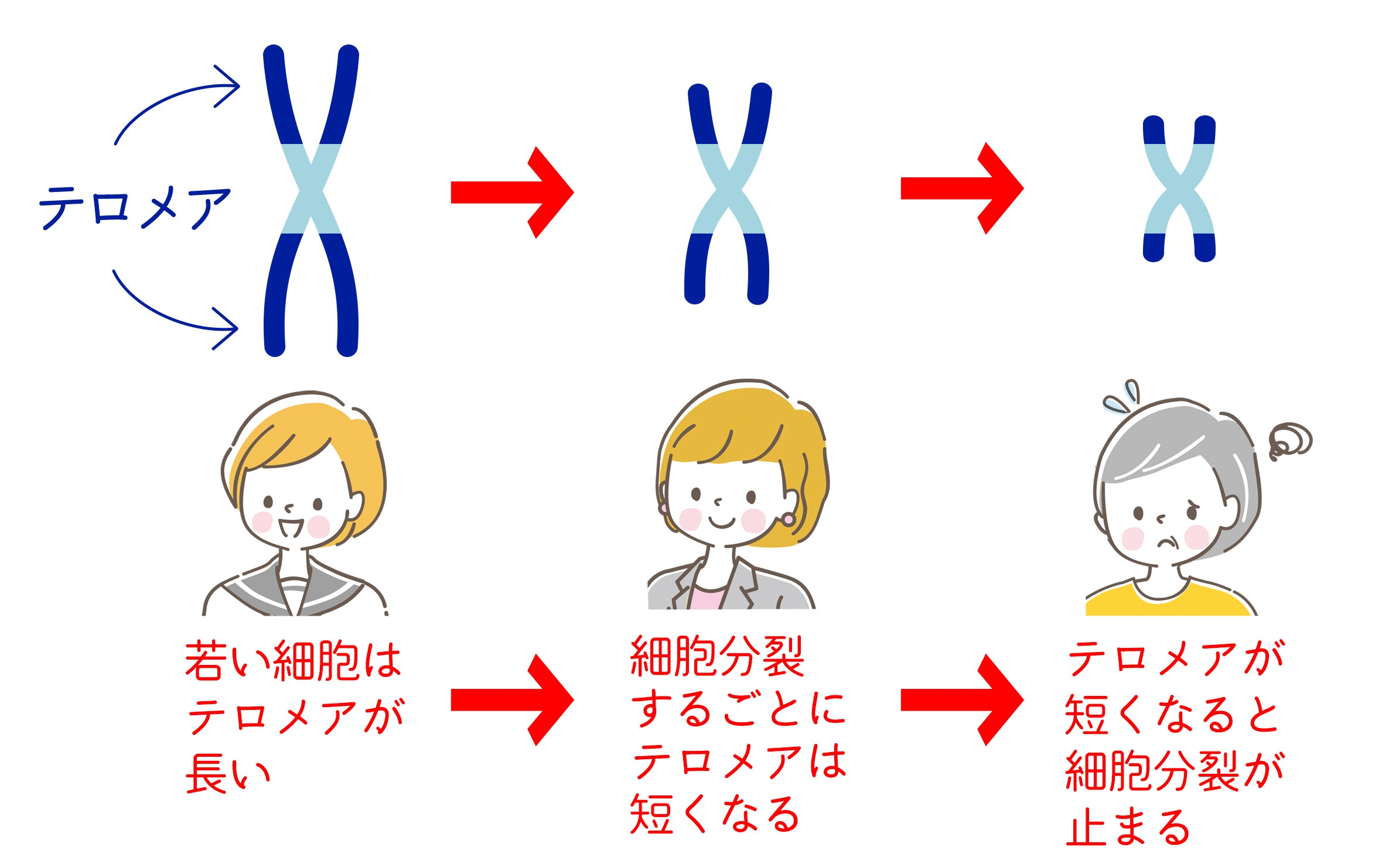 テロメアは年齢を重ねると短くなり、細胞分裂が止まる