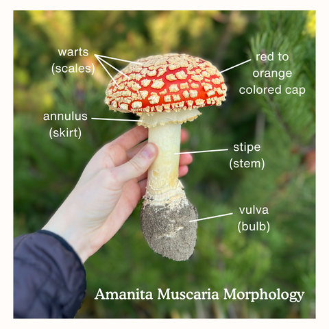 amanita muscaria morphology