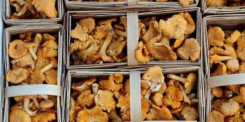 how to grown chantrelles